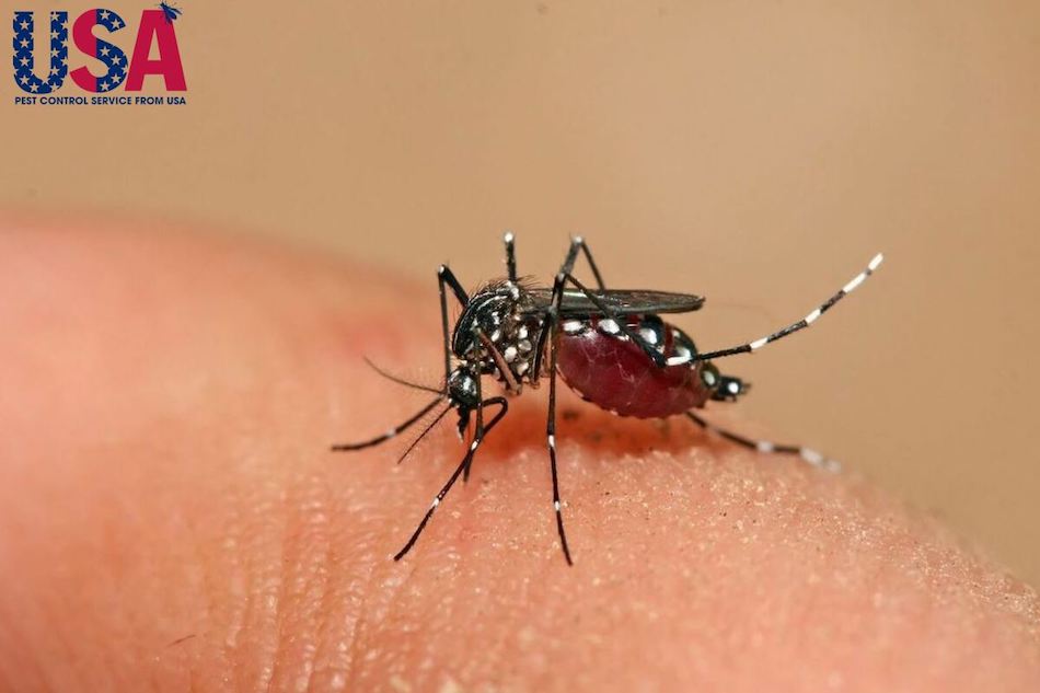 Bên cạnh sốt xuất huyết, muỗi còn truyền bệnh sốt rét cho con người
