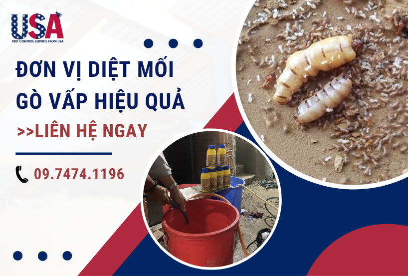 Dịch vụ diệt mối quận Gò Vấp