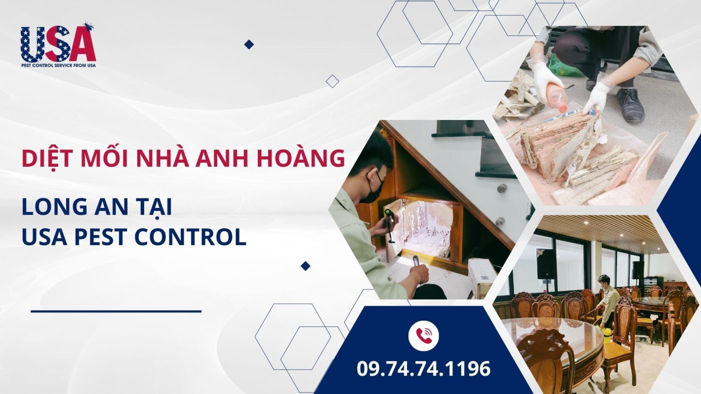 Tình trạng mối xâm nhập nhà của anh Hoàng